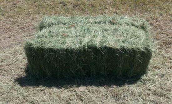 Picture of Coastal Bermuda 2-string Bale (#2)