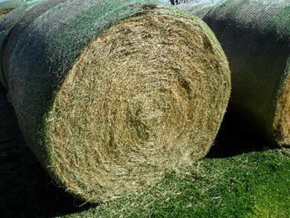 Picture of Coastal Bermuda Round Bale (#1)