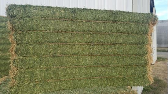 Picture of Alfalfa Big Bales (South Dakota)