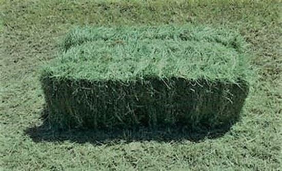 Picture of Coastal Bermuda 2-string Bale (#1)